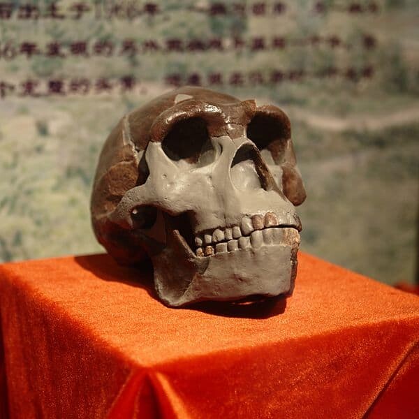 Early Man Skull