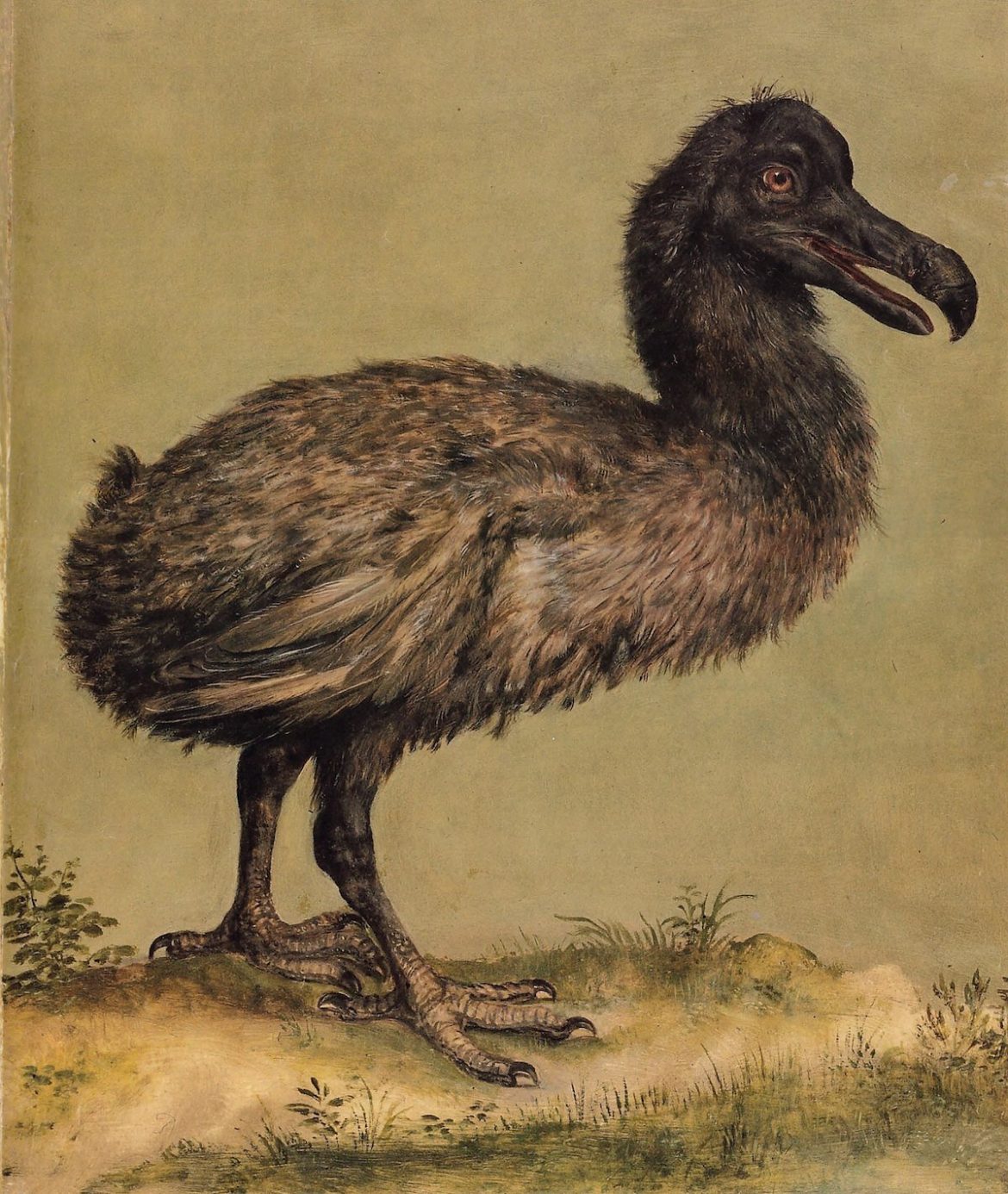 dodo bird dna found
