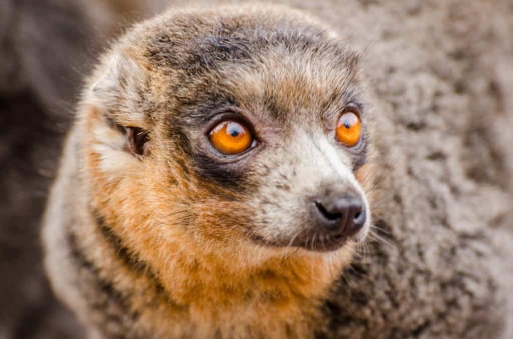 gef the talking mongoose shirt