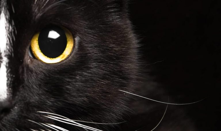 Black Cat Superstition: Good and Bad Luck Beliefs - Historic Mysteries