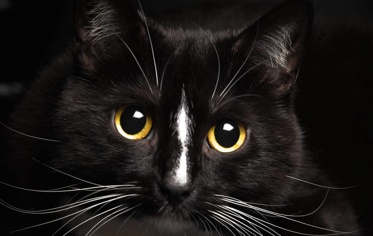 Black Cat Superstition Good And Bad Luck Beliefs Historic Mysteries