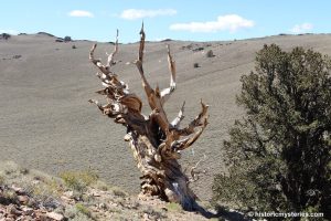 historicmysteries bristlecone california hoosiers