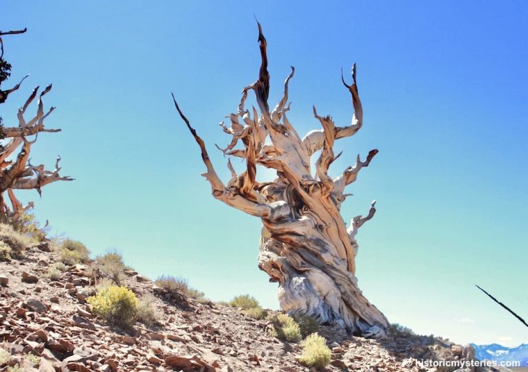 Oldest Tree in the World Hidden in California's White Mountains