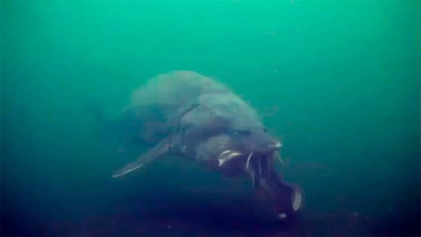 Inhuman Monsters of the Deep: The Swimmers of Lake Baikal - Historic ...